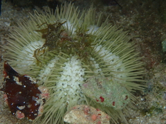 Lytechinus variegatus