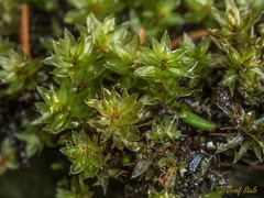 Ptychostomum pseudotriquetrum