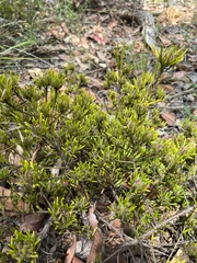 Pultenaea petiolaris