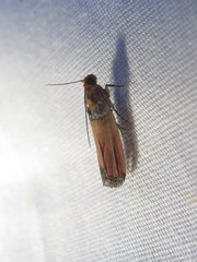 Dasypyga alternosquamella