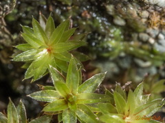 Ptychostomum pseudotriquetrum