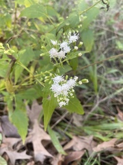 Ageratina havanensis