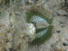 Lytechinus variegatus