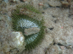 Lytechinus variegatus