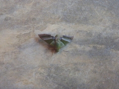 Oryba achemenides