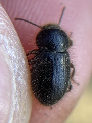 Eleodes littoralis