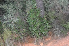 Adenocarpus complicatus