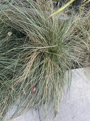 Muhlenbergia rigens