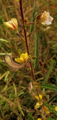 Chamaecrista fasciculata