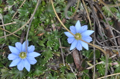 Gentiana sedifolia