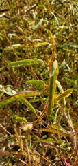 Chamaecrista fasciculata