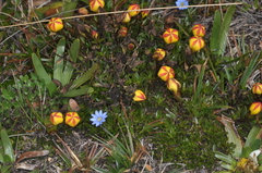 Gentianella hirculus