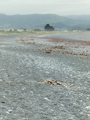 Charadrius bicinctus bicinctus