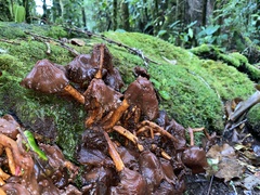 Psilocybe zapotecorum