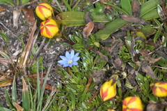 Gentianella hirculus