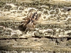 Habronattus pyrrithrix