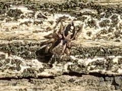 Habronattus pyrrithrix