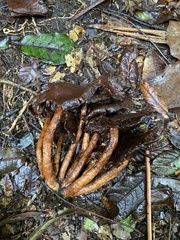 Psilocybe zapotecorum