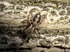 Habronattus pyrrithrix