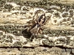 Habronattus pyrrithrix