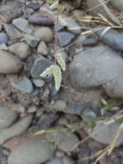Ouret sanguinolenta