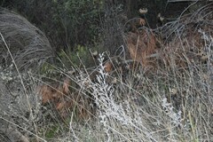 Daucus carota