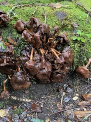 Psilocybe zapotecorum