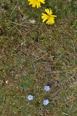 Gentiana sedifolia