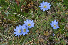 Gentiana sedifolia