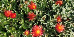 Malephora crocea
