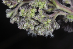 Valeriana microphylla