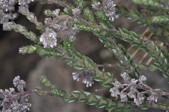 Valeriana microphylla