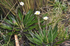 Oritrophium peruvianum