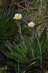 Oritrophium peruvianum