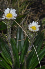 Oritrophium peruvianum
