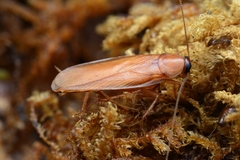 Dipteretrum hanstroemi