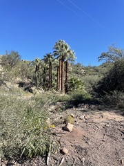 Washingtonia filifera
