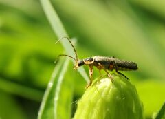 Cantharis nigricans