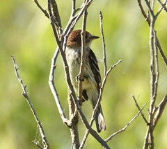 Myiophobus fasciatus