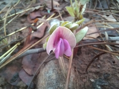 Dolichos lualabensis ufipaensis