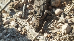 Urosaurus bicarinatus