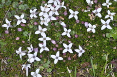 Arcytophyllum filiforme