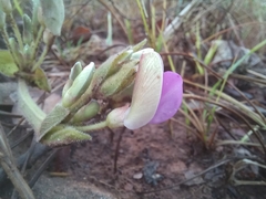 Dolichos lualabensis ufipaensis
