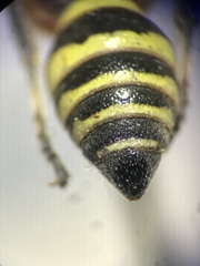 Hoplisoides