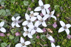 Arcytophyllum filiforme