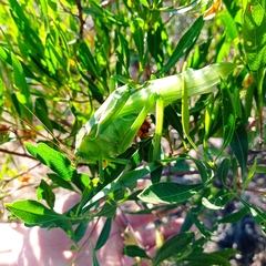 Stilpnochlora azteca