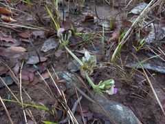 Dolichos lualabensis ufipaensis