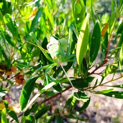 Stilpnochlora azteca