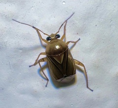 Miridae
