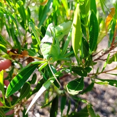 Stilpnochlora azteca